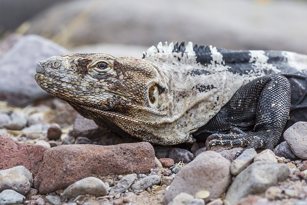 Adult Isla San Esteban spiny-tailed iguana (Ctenosaura conspicuosa) basking in the sun on Isla San Esteban, Baja California, Mexico, North America