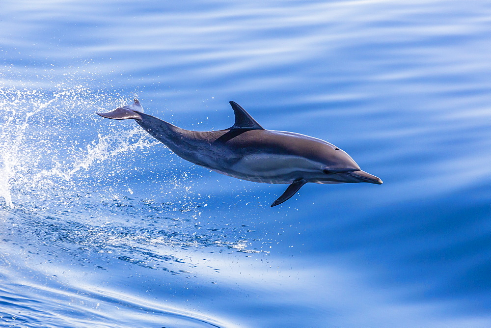 Long-beaked common dolphin (Delphinus capensis) leaping near Isla Santa Catalina, Baja California Sur, Mexico, North America