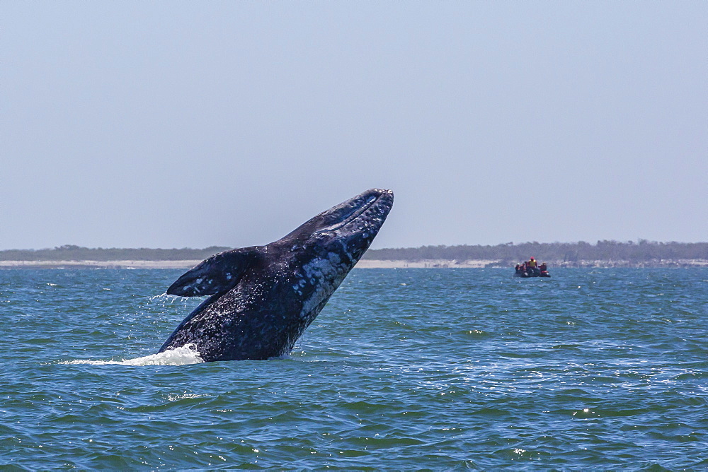 California gray whale (Eschrichtius robustus) breaching in Magdalena Bay, Baja California Sur, Mexico, North America