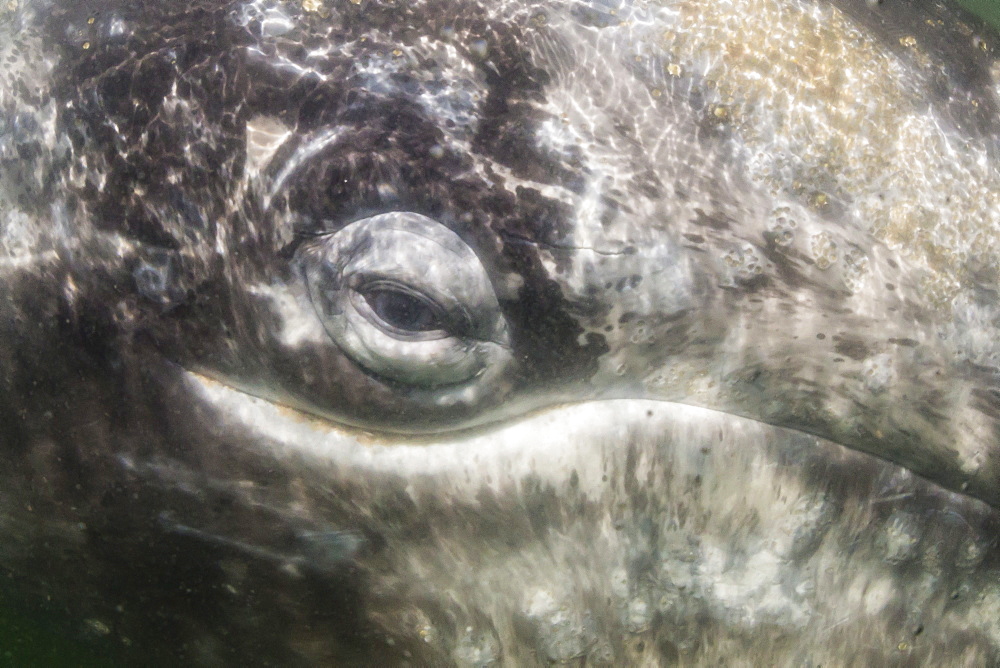 Close up of California gray whale (Eschrichtius robustus) approaching Zodiac underwater in Magdalena Bay, Baja California Sur, Mexico, North America