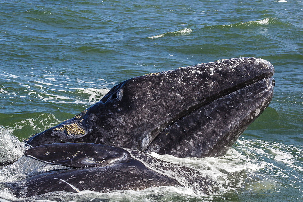 California gray whale (Eschrichtius robustus) calf with mother in Magdalena Bay, Baja California Sur, Mexico, North America