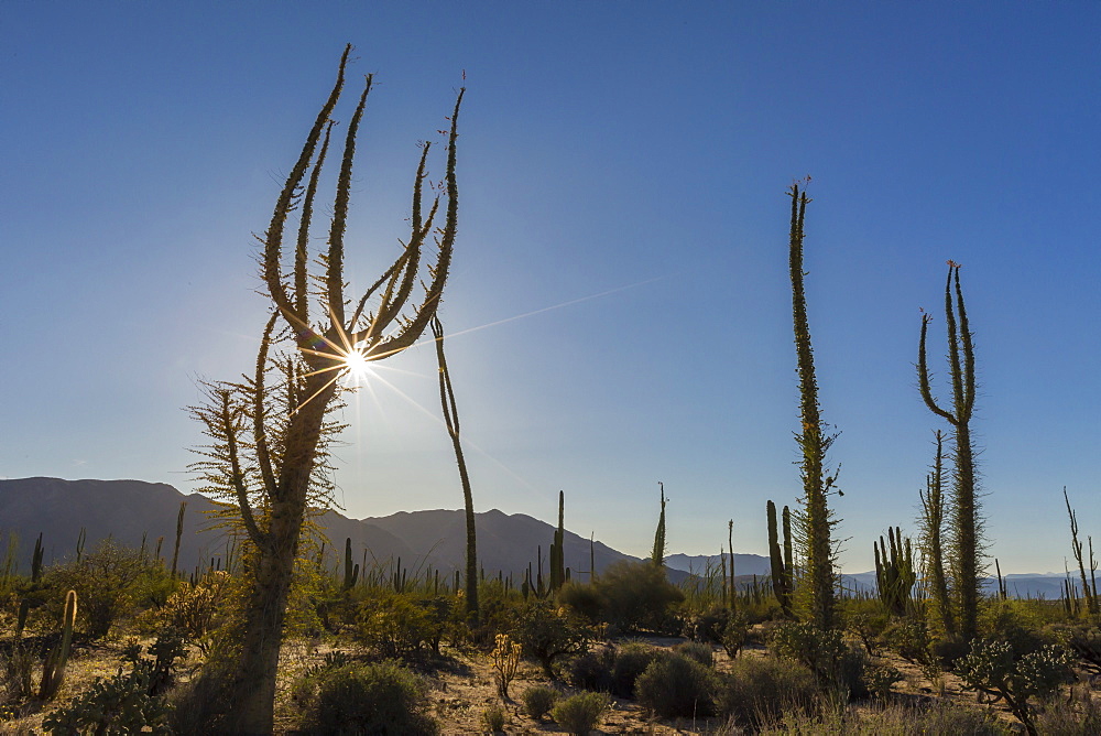 Huge Boojum Tree (Cirio) (Fouquieria columnaris) near Bahia de Los Angeles, Baja California Norte, Mexico,  North America