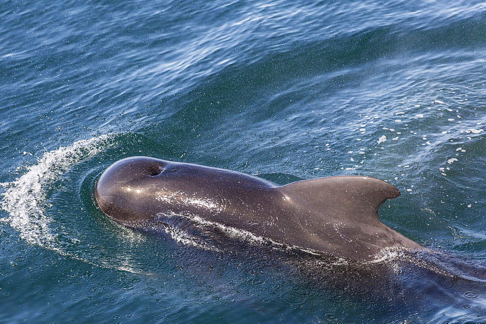 Short-finned pilot whale (Globicephala macrorhynchus) surfacing off Isla San Marcos, Baja California, Mexico, North America