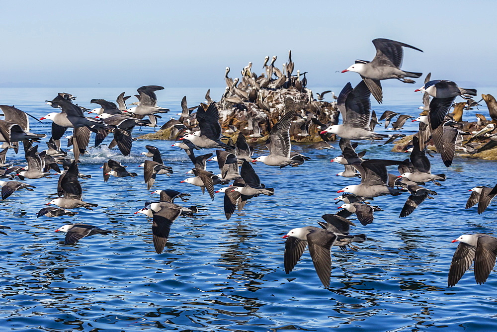 Adult Heermann's gulls (Larus heermanni) taking flight on Isla Rasita, Baja California, Mexico, North America