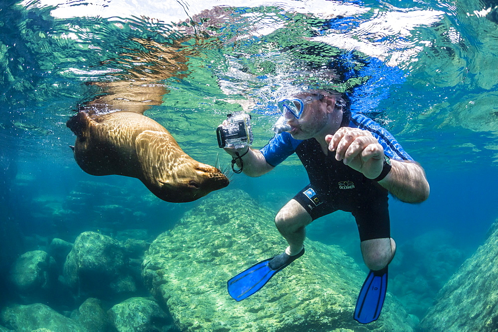 Curious young California sea lion (Zalophus californianus) with snorkeler underwater at Los Islotes, Baja California Sur, Mexico, North America