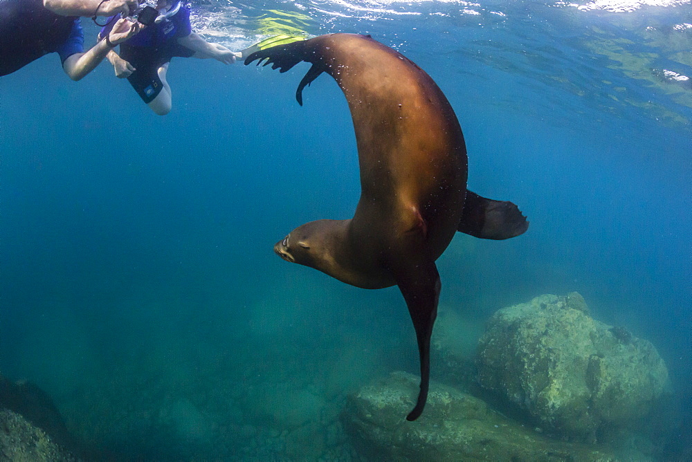 Young California sea lion (Zalophus californianus) with snorkeles underwater at Los Islotes, Baja California Sur, Mexico, North America