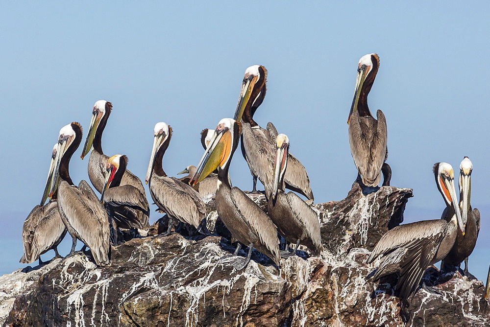 Brown pelicans (Pelecanus occidentalis) in breeding plumage at Isla Rasita, Baja California, Mexico, North America