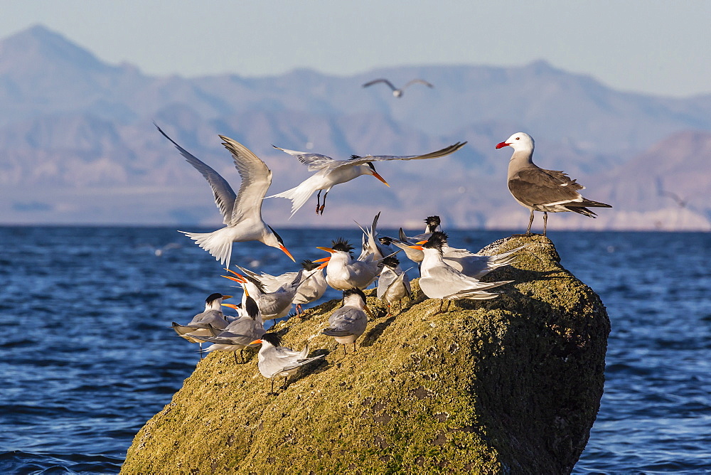 Breeding elegant terns (Thalasseus elegans) return to colony on Isla Rasa, Baja California Norte, Mexico, North America