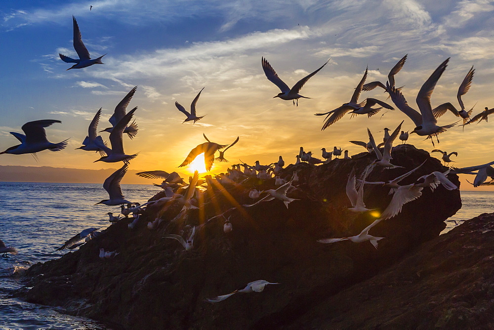 Breeding elegant terns (Thalasseus elegans) return to colony on Isla Rasita at sunset, Baja California Norte, Mexico, North America