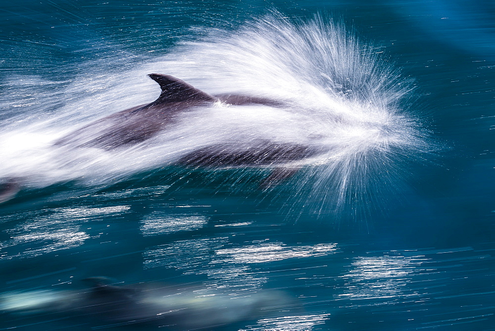 Adult bottlenose dolphin (Tursiops truncatus), motion blur image off Isla San Pedro Martir, Baja California Norte, Mexico, North America