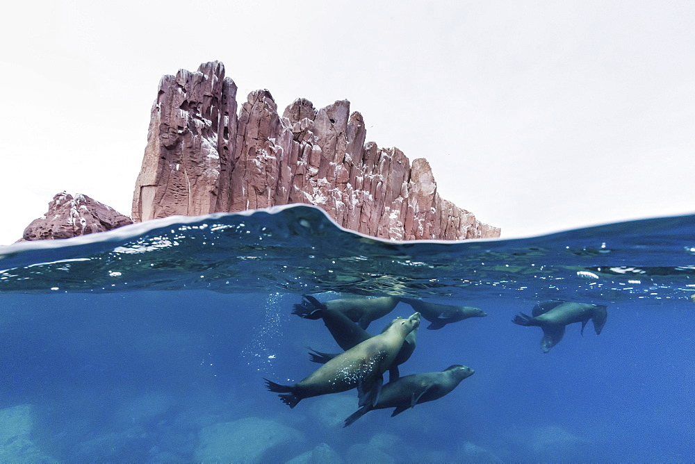 California sea lions (Zalophus californianus) underwater at Los Islotes, Baja California Sur, Mexico, North America