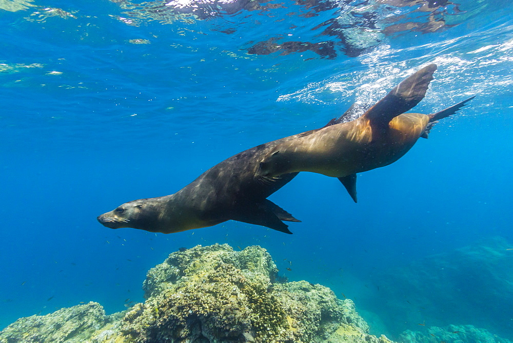 California sea lions (Zalophus californianus) underwater at Los Islotes, Baja California Sur, Mexico, North America