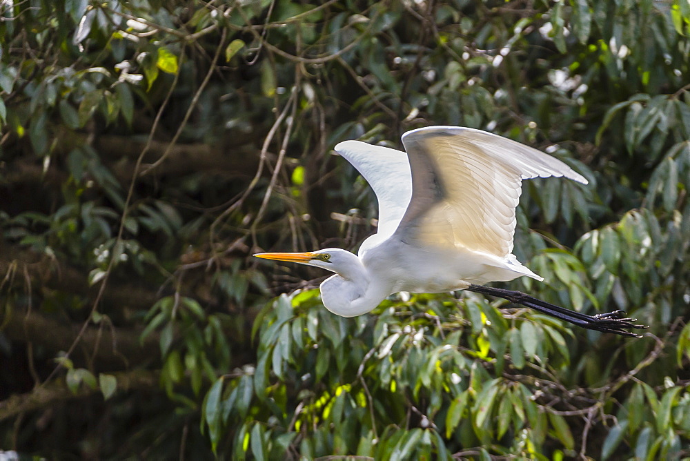 An adult eastern great egret (Ardea alba) in flight on the Daintree River, Daintree rain forest, Queensland, Australia, Pacific