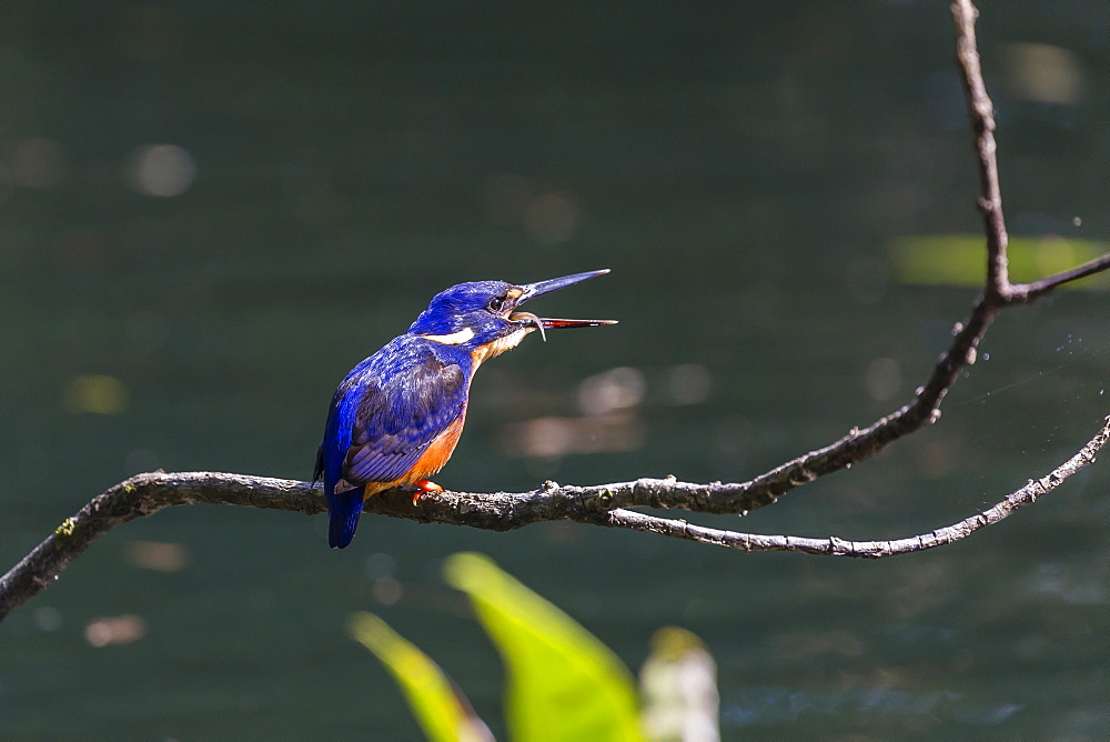 An adult azure kingfisher (Alcedo azurea) swallowing a fish on the Daintree River, Daintree rain Forest, Queensland, Australia, Pacific