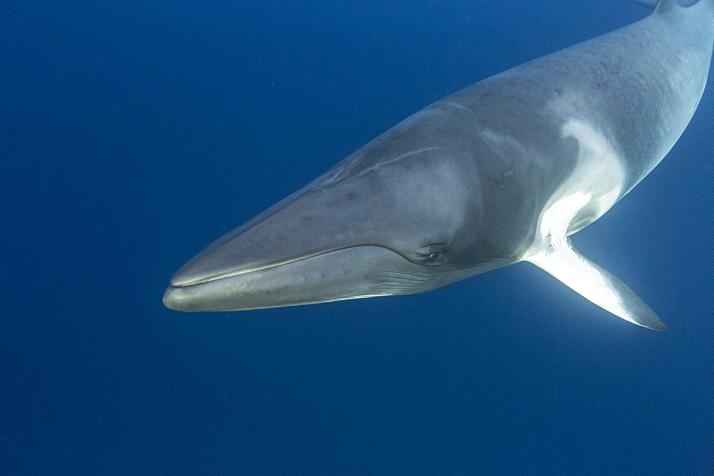 Adult dwarf minke whale (Balaenoptera acutorostrata), underwater near Ribbon 10 Reef, Great Barrier Reef, Queensland, Australia, Pacific