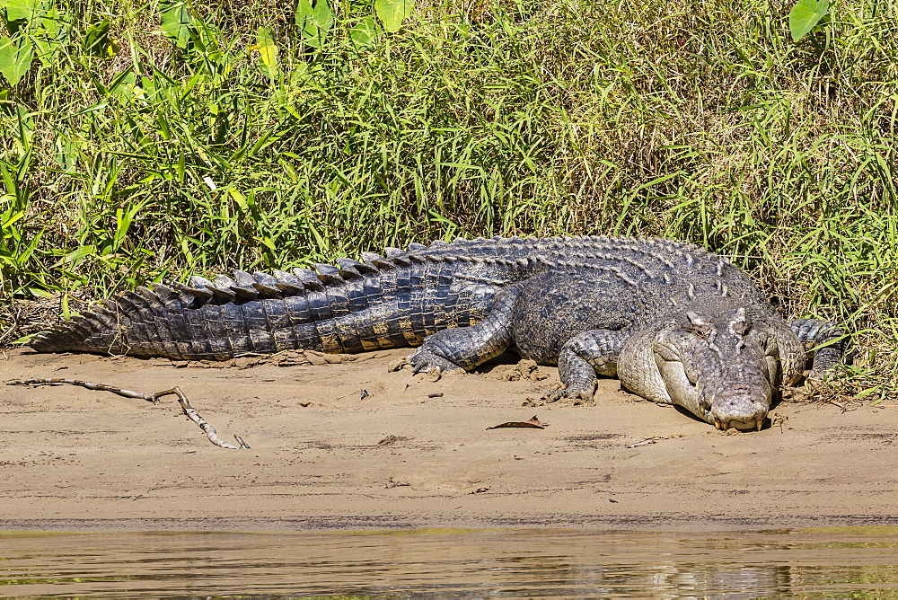 An adult wild saltwater crocodile (Crocodylus porosus), on the banks of the Daintree River, Daintree rain forest, Queensland, Australia, Pacific