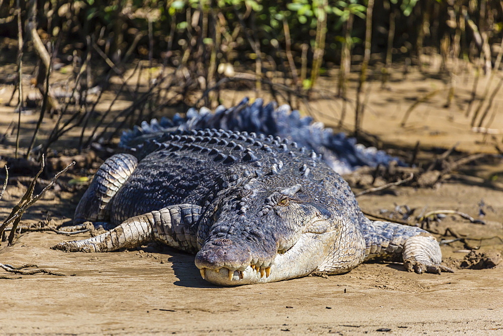 An adult wild saltwater crocodile (Crocodylus porosus), on the banks of the Daintree River, Daintree rain forest, Queensland, Australia, Pacific