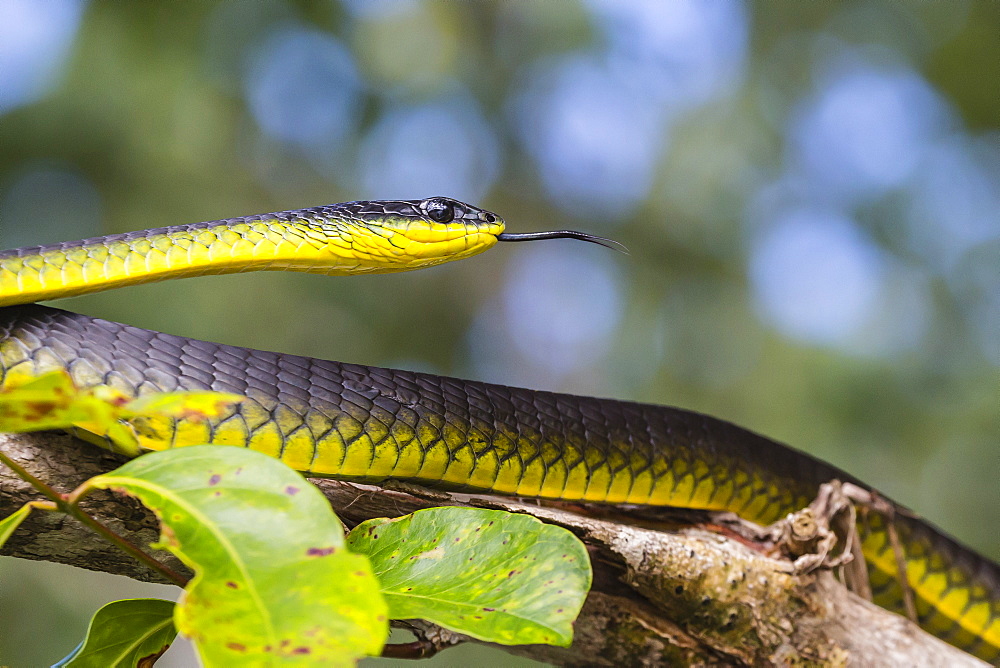 An adult Australian tree snake )Dendrelaphis punctulata), on the banks of the Daintree River, Daintree rain forest, Queensland, Australia, Pacific