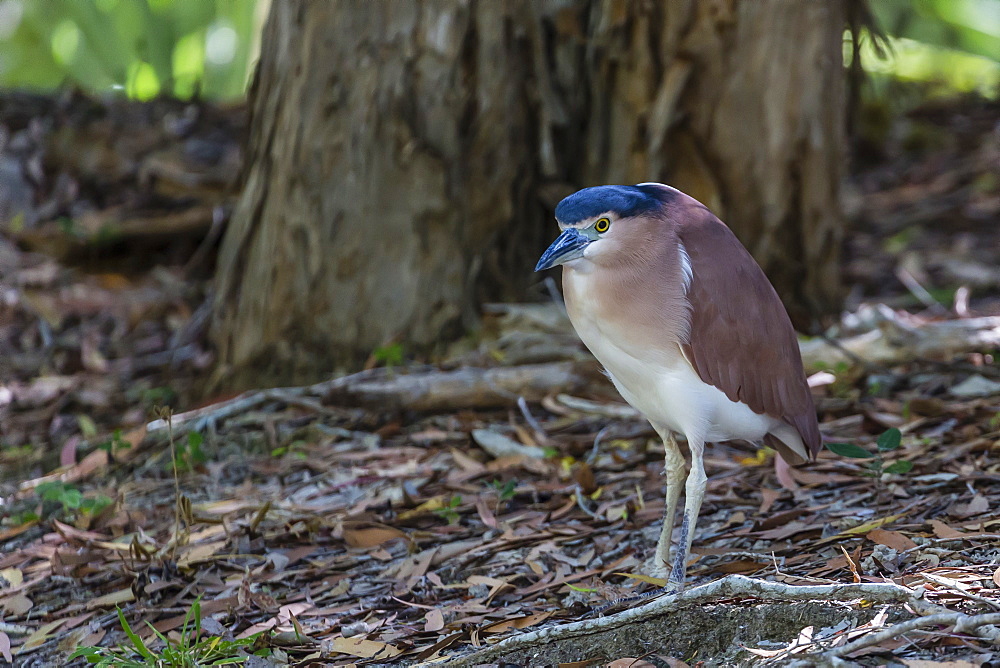 An adult nankeen night heron (Nycticorax caledonicus) on the banks of the Daintree River, Daintree rain forest, Queensland, Australia, Pacific