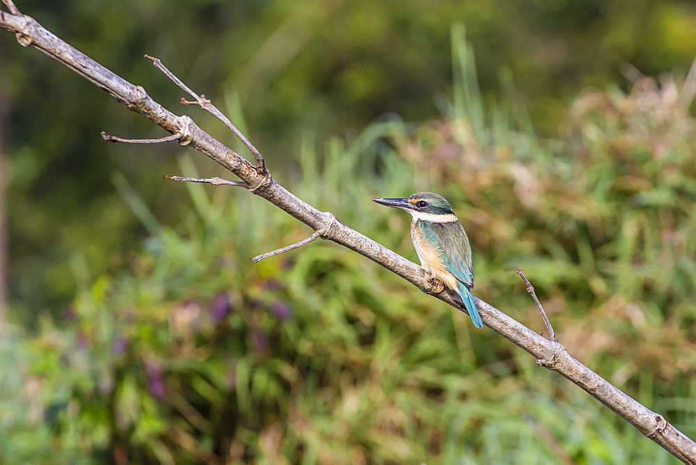 An adult sacred kingfisher (Todiramphus sanctus) on the Daintree River, Daintree rain forest, Queensland, Australia, Pacific