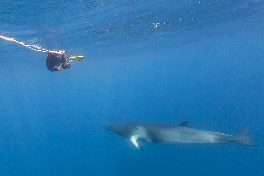 Adult dwarf minke whale (Balaenoptera acutorostrata), with snorkeler, Great Barrier Reef, Queensland, Australia, Pacific