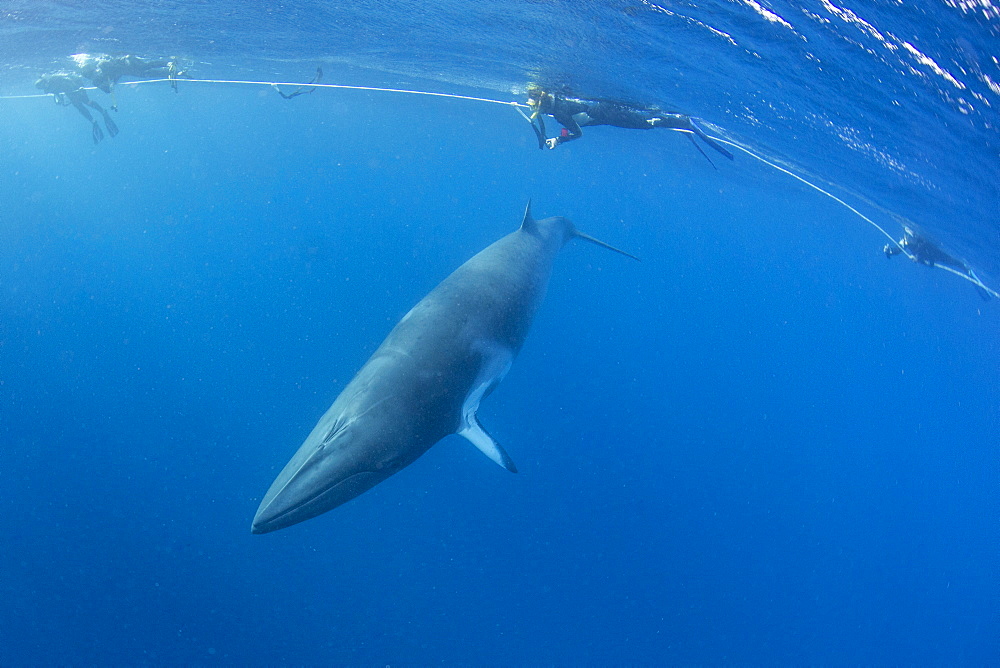 Adult dwarf minke whale (Balaenoptera acutorostrata) with snorkelers near Ribbon 10 Reef, Great Barrier Reef, Queensland, Australia, Pacific