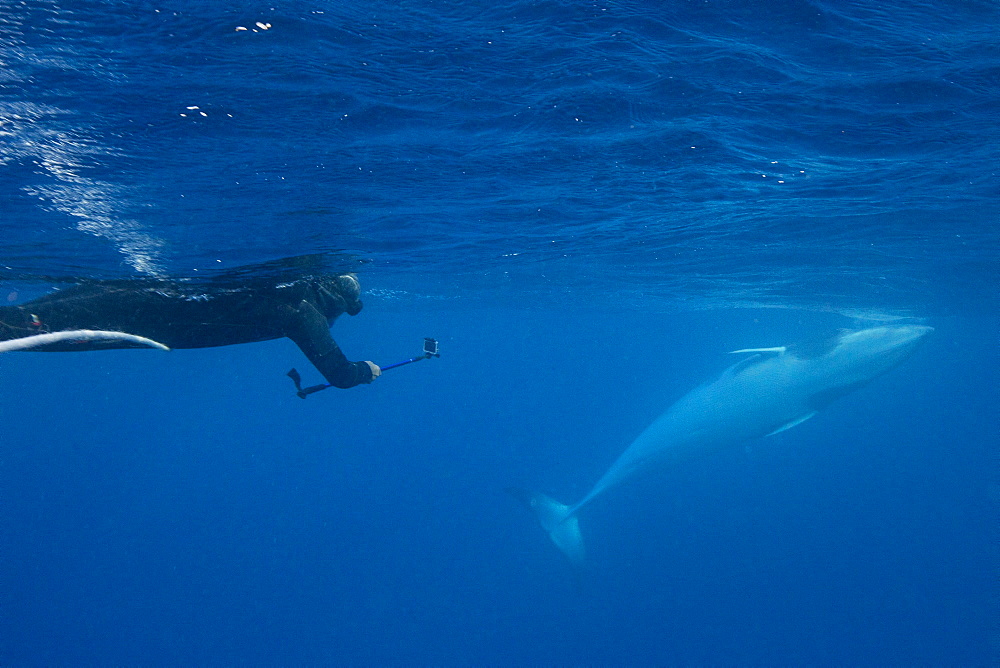 Adult dwarf minke whale (Balaenoptera acutorostrata), underwater with snorkeler near Ribbon 10 Reef, Great Barrier Reef, Queensland, Australia, Pacific