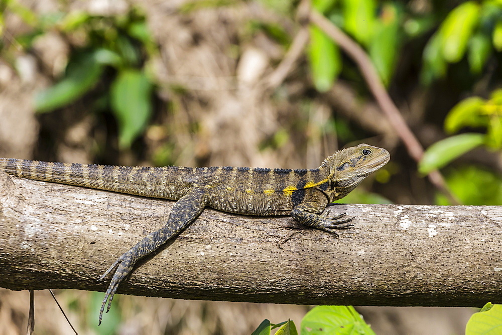 An adult eastern water dragon (Intellagama lesueurii lesueurii), along the Daintree River, Daintree rain forest, Queensland, Australia, Pacific