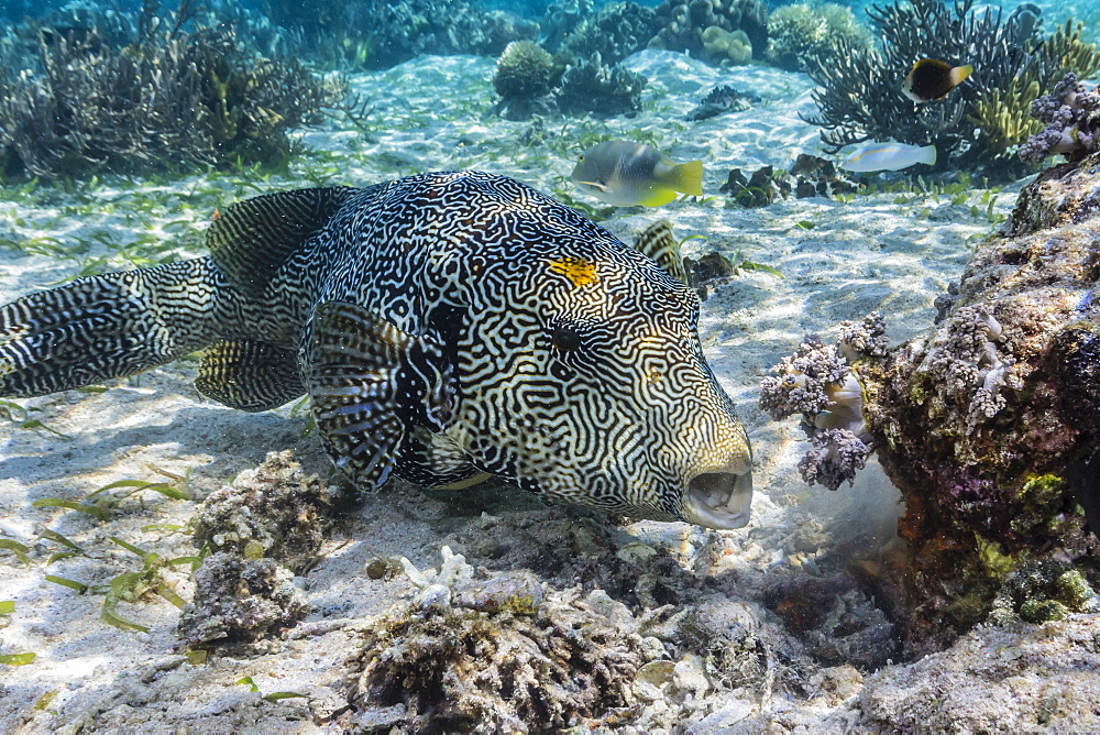 Map puffer (Arothron mappa) feeding on sponges on the house reef on Sebayur Island, Komodo Island National Park, Indonesia, Southeast Asia, Asia