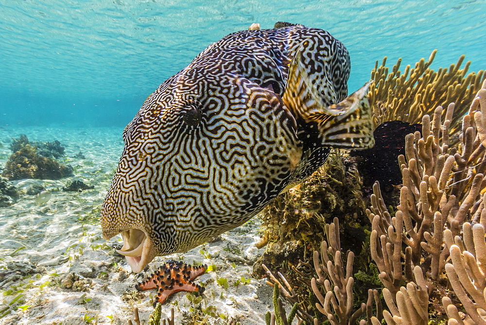 Map puffer (Arothron mappa) feeding on sponges on the house reef on Sebayur Island, Komodo Island National Park, Indonesia, Southeast Asia, Asia