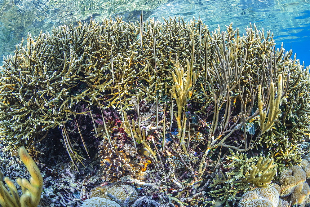 A school of razorfish (Aeoliscus strigatus), head down posture on the house reef at Sebayur Island, Komodo Island National Park, Indonesia, Southeast Asia, Asia