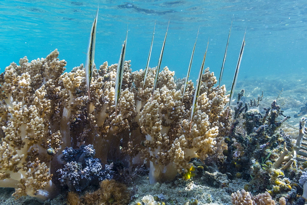 A school of razorfish (Aeoliscus strigatus), head down posture on the house reef at Sebayur Island, Komodo Island National Park, Indonesia, Southeast Asia, Asia