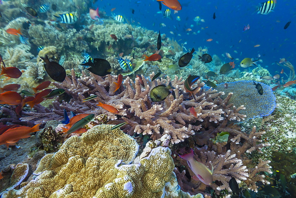 A profusion of coral and reef fish on Batu Bolong, Komodo Island National Park, Indonesia, Southeast Asia, Asia