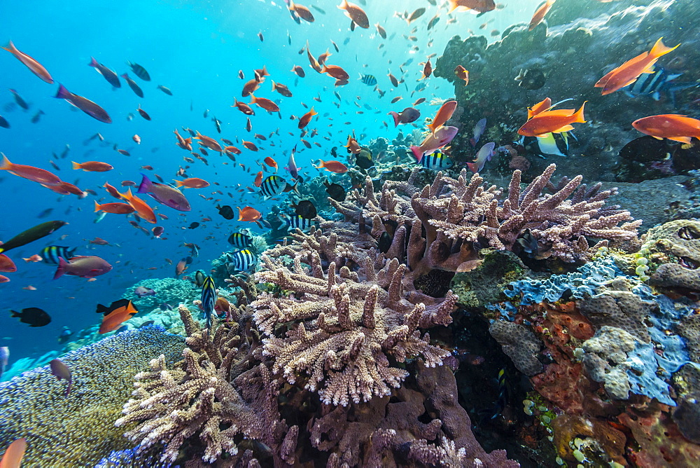 A profusion of coral and reef fish on Batu Bolong, Komodo Island National Park, Indonesia, Southeast Asia, Asia