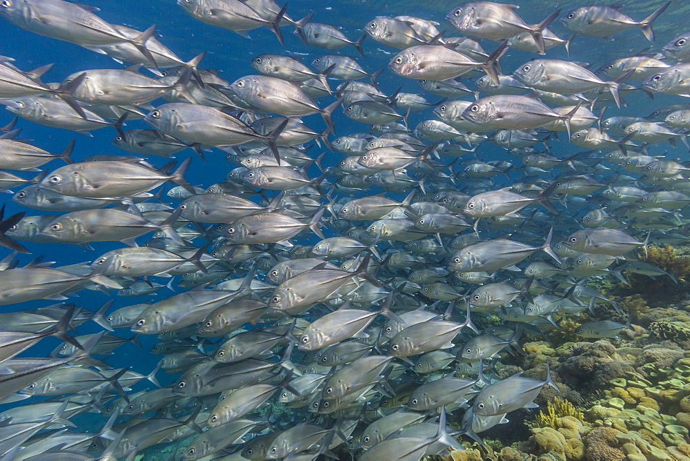 A school of bigeye trevally (Caranx sexfasciatus), Sebayur Island, Komodo Island National Park, Indonesia, Southeast Asia, Asia