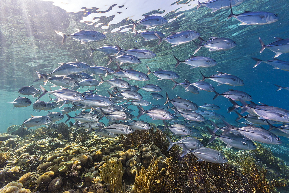 A school of bigeye trevally (Caranx sexfasciatus), Sebayur Island, Komodo Island National Park, Indonesia, Southeast Asia, Asia