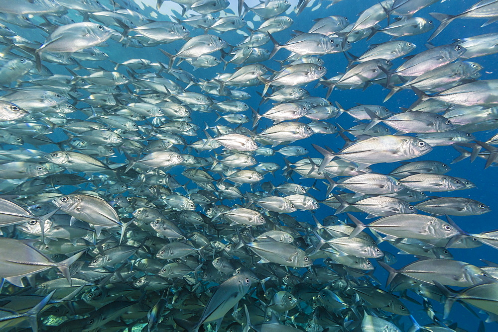 A school of bigeye trevally (Caranx sexfasciatus), Sebayur Island, Komodo Island National Park, Indonesia, Southeast Asia, Asia