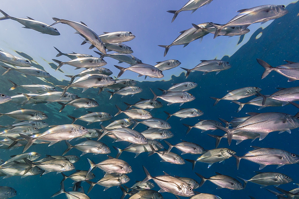 A school of bigeye trevally (Caranx sexfasciatus), Sebayur Island, Komodo Island National Park, Indonesia, Southeast Asia, Asia