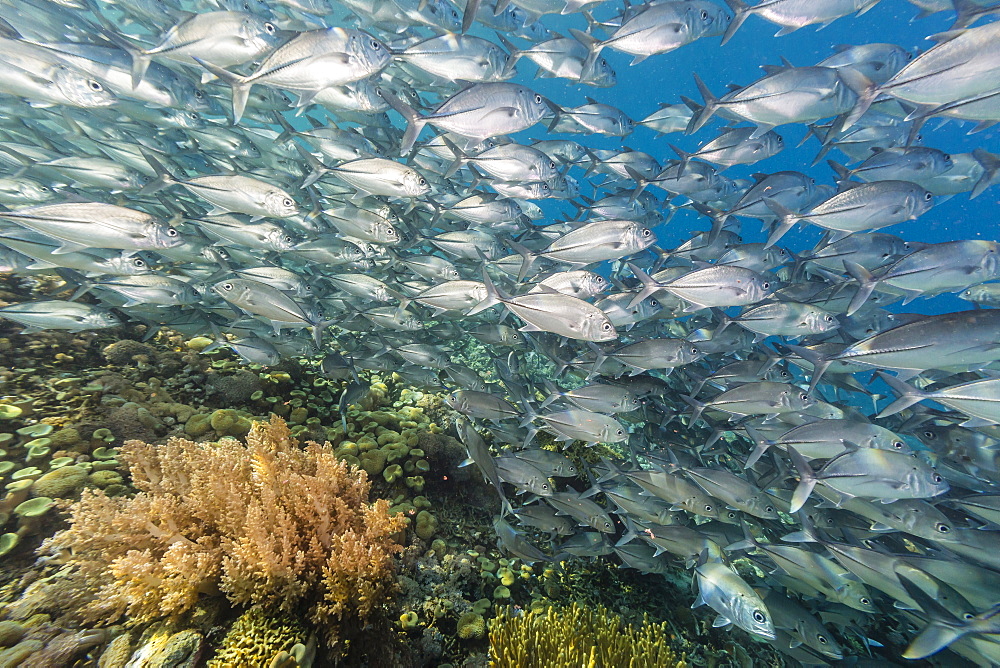 A school of bigeye trevally (Caranx sexfasciatus), Sebayur Island, Komodo Island National Park, Indonesia, Southeast Asia, Asia