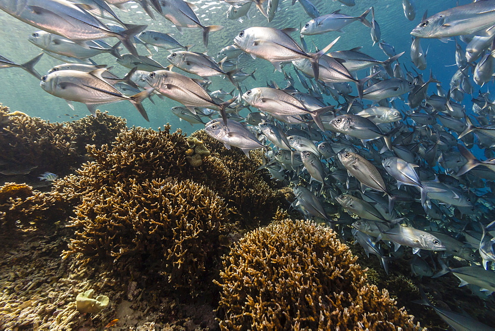 A school of bigeye trevally (Caranx sexfasciatus), Sebayur Island, Komodo Island National Park, Indonesia, Southeast Asia, Asia