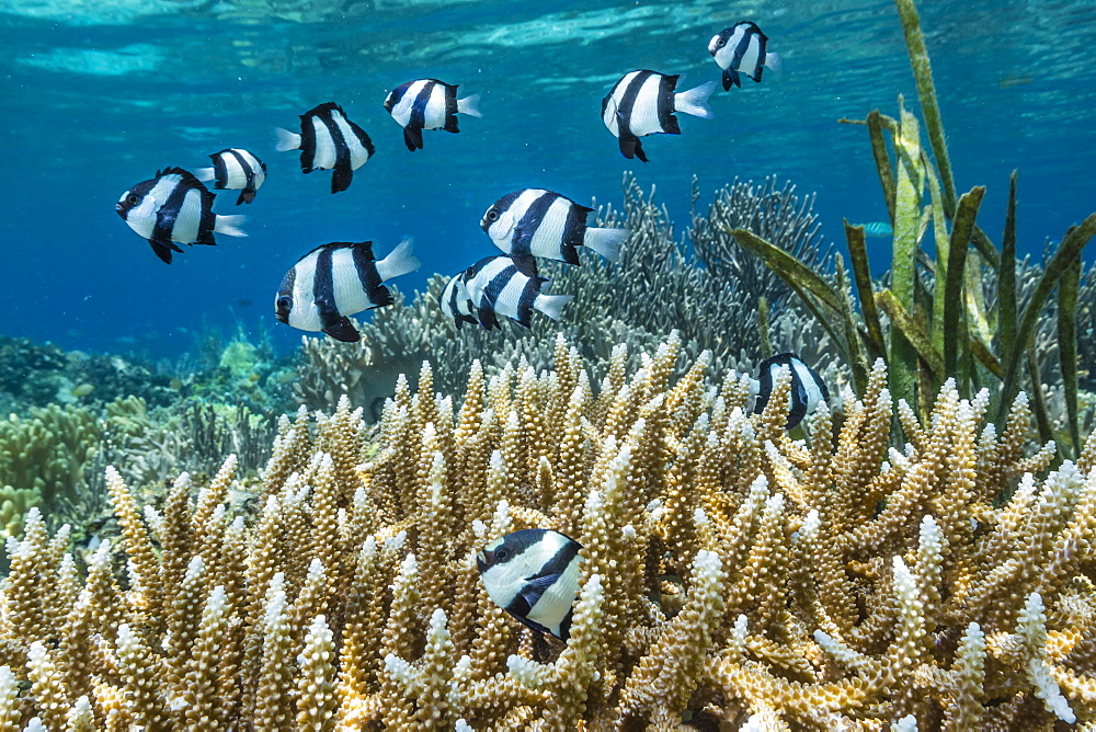 Humbug Dascyllus (Dascyllus aruanus), in stag horn coral head on Sebayur Island, Komodo Island National Park, Indonesia, Southeast Asia, Asia