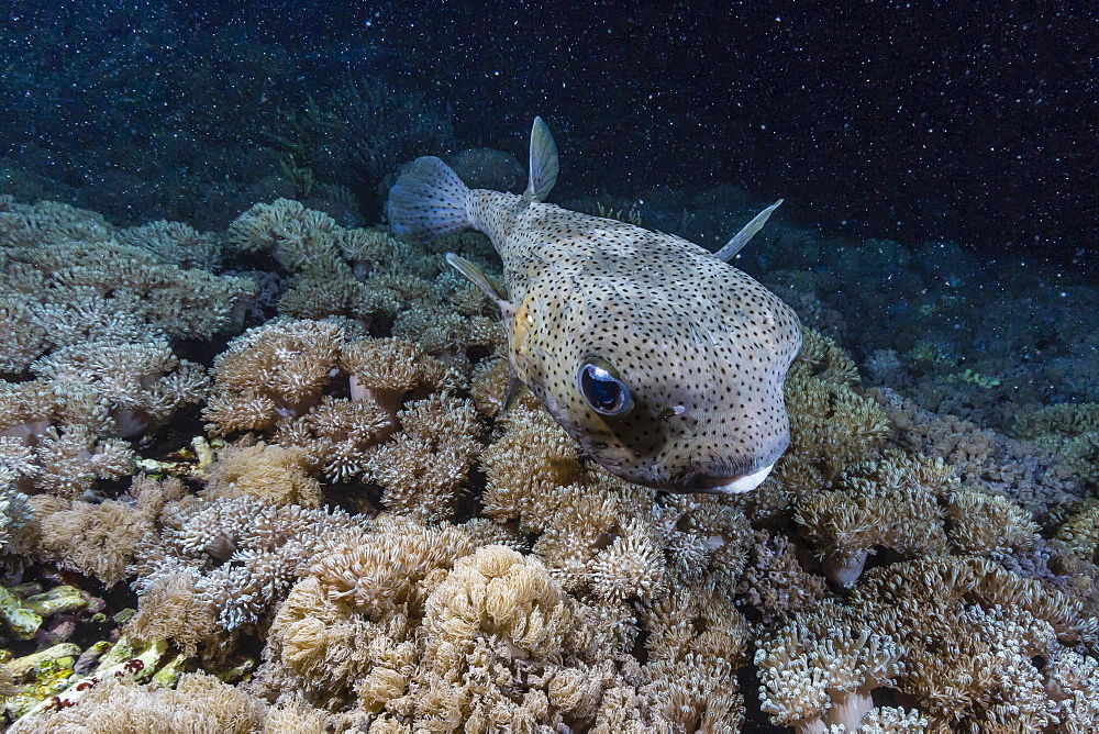 Porcupinefish (Diodon hystrix) at night on house reef at Sebayur Island, Komodo Island National Park, Indonesia, Southeast Asia, Asia