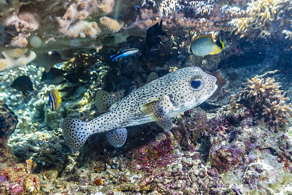 Porcupinefish (Diodon hystrix) on house reef at Sebayur Island, Komodo Island National Park, Indonesia, Southeast Asia, Asia