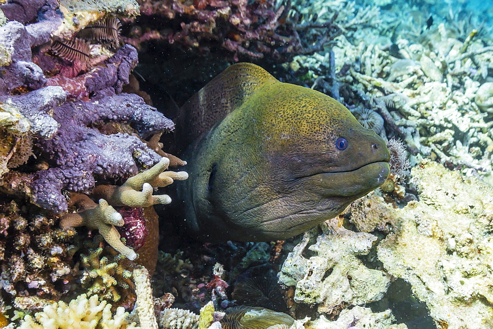 Yellowmargin moray eel (Gymnothorax flavimarginatus), Sebayur Island, Komodo Island National Park, Indonesia, Southeast Asia, Asia