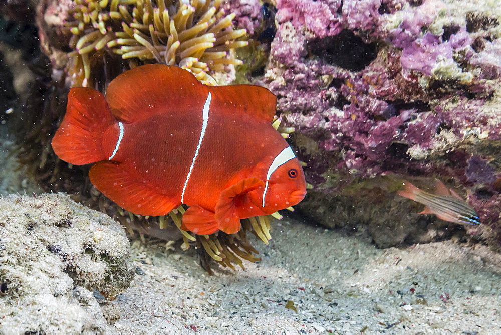 An adult female spinecheek anemonefish (Premnas biaculeatus), Sebayur Island, Komodo Island National Park, Indonesia, Southeast Asia, Asia