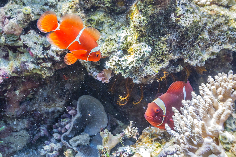 A pair of spinecheek anemonefish (Premnas biaculeatus), Sebayur Island, Komodo Island National Park, Indonesia, Southeast Asia, Asia