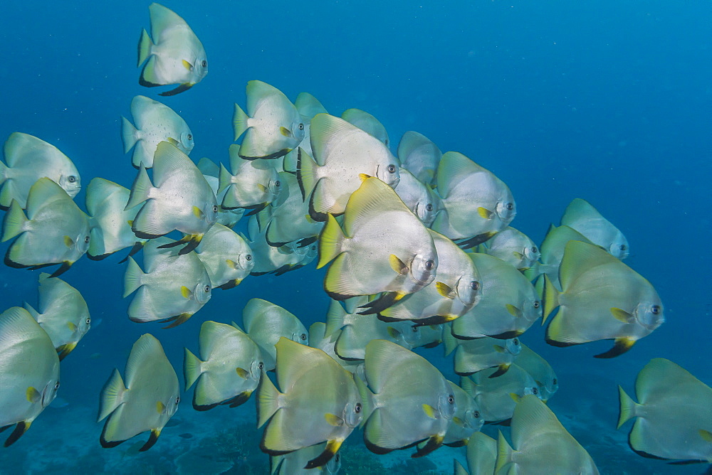 A school of batfish (Platax orbicularis) on Sebayur Island, Komodo Island National Park, Indonesia, Southeast Asia, Asia