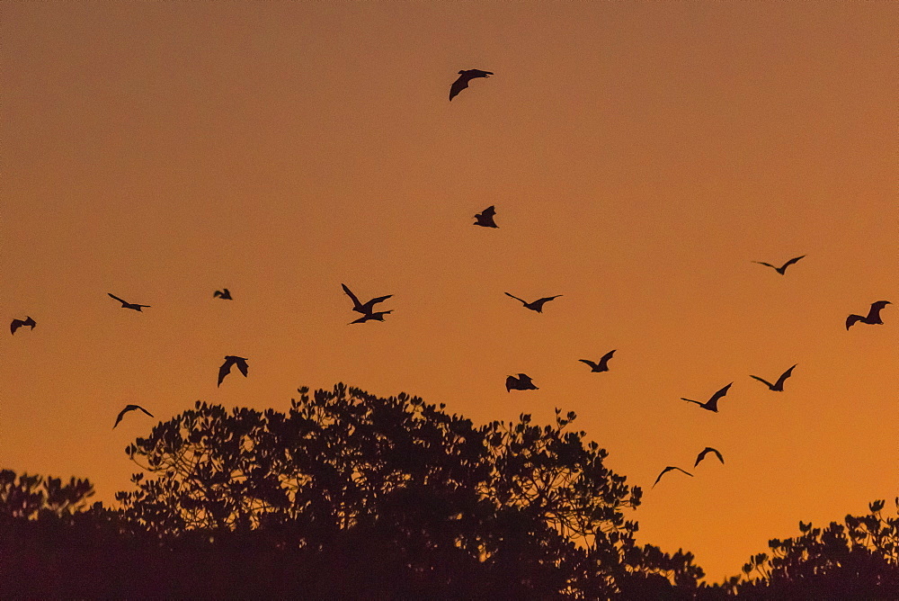 Flying foxes (Pteropus spp), take flight after sunset on Tengah Besar Island, Komodo Island National Park, Indonesia, Southeast Asia, Asia