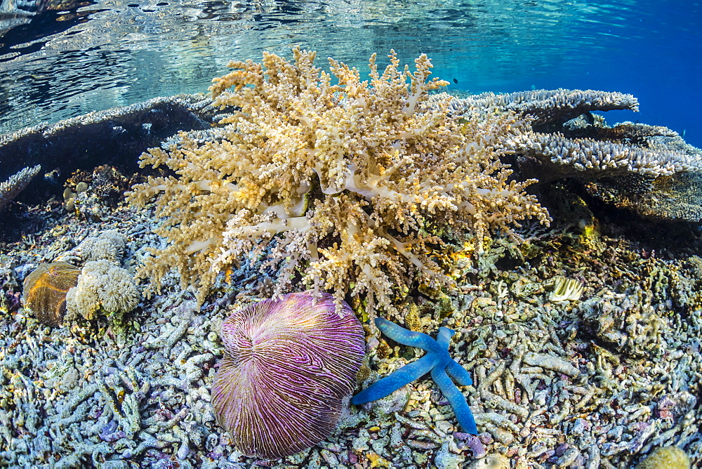 Hard and soft corals and sea star underwater on Sebayur Island, Komodo Island National Park, Indonesia, Southeast Asia, Asia