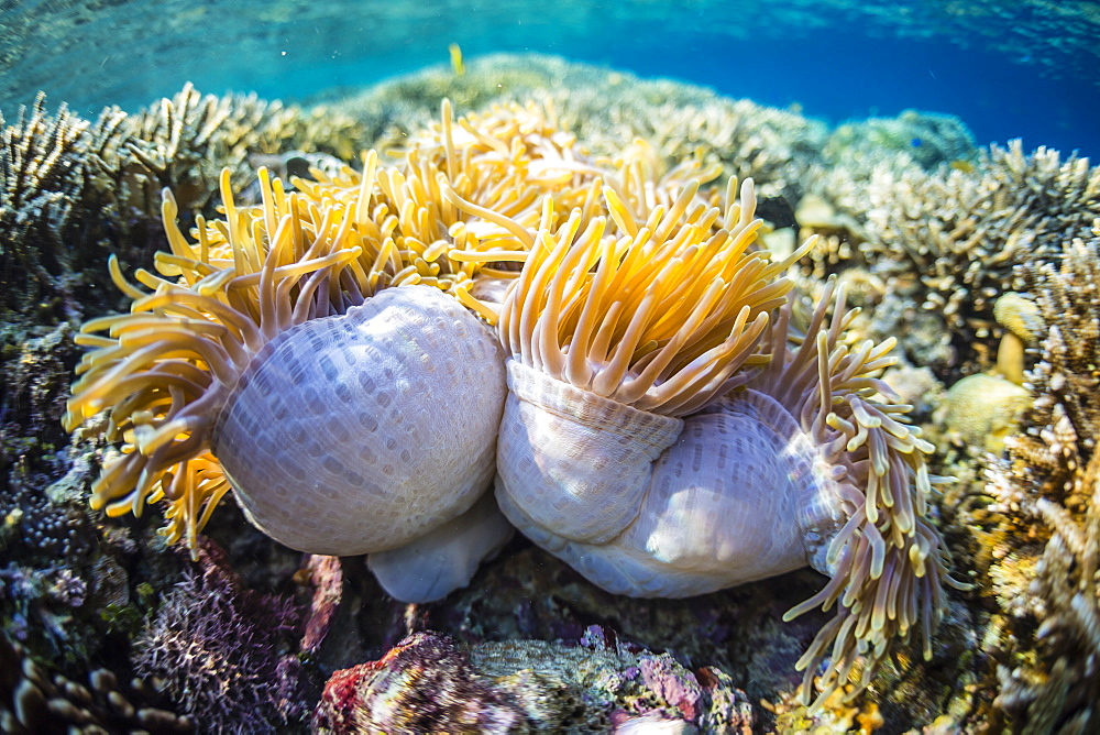 Hard and soft corals and anenomes underwater on Sebayur Island, Komodo Island National Park, Indonesia, Southeast Asia, Asia